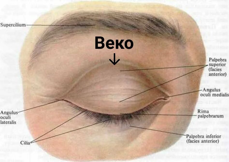 Строение веко глаза человека. Строение глаза верхнее веко. Строение глаза веки анатомия.