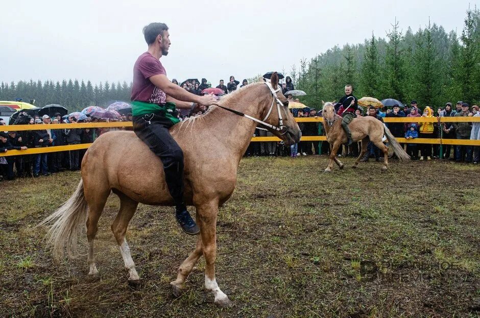 Татарская лошадь. 10 Лошадей. День скакуна. Езда на конях с народом. Праздник коня 2024