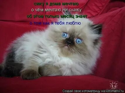 Мечтаю сижу