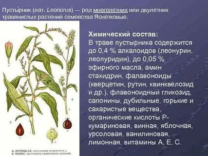 Пустырник состав