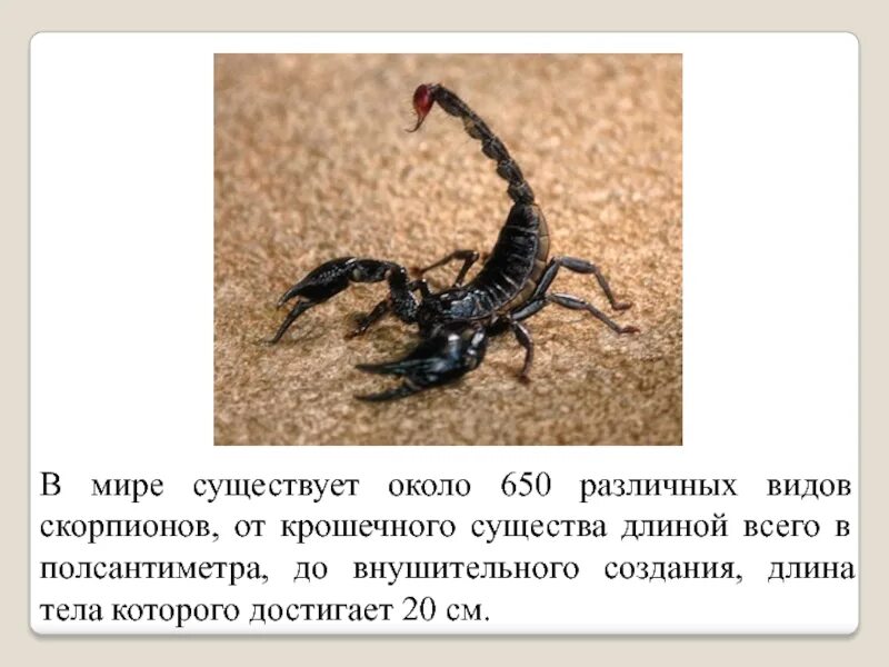 Скорпион какой класс животных. Интересные факты о скорпионах. скорпион описание. интересные скорпионы. все виды скорпионов.