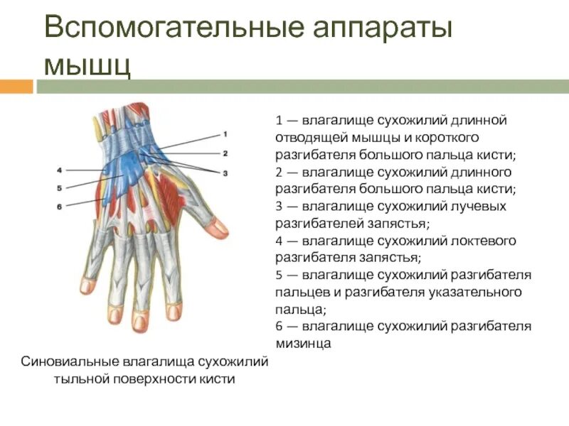 Теносиновит сухожилия кисти