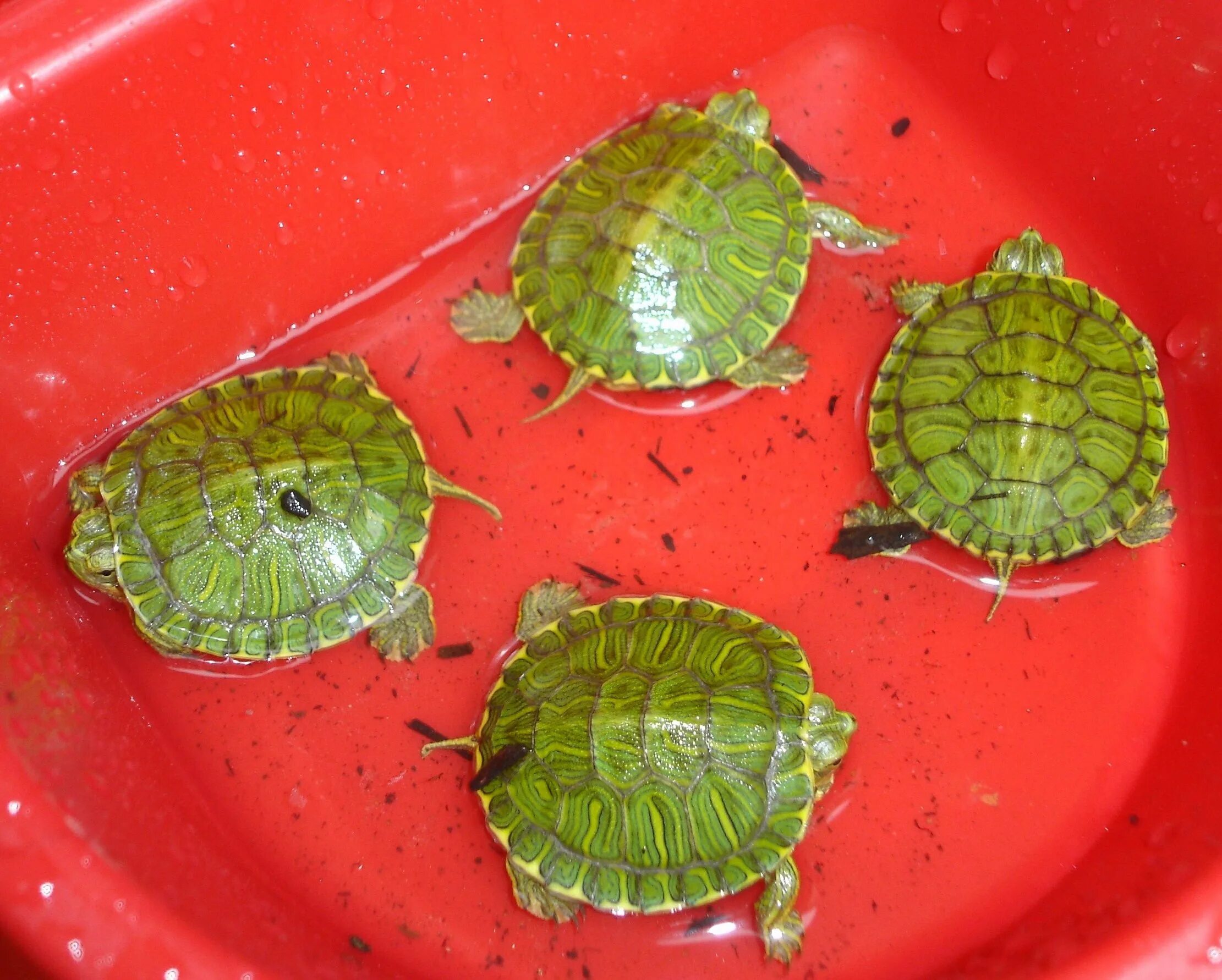 Красноухая черепаха. Красноухая черепаха / Red-eared Slider. Маленькие Черепашки. Декоративные Черепашки маленькие.