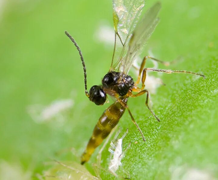 Афидиус колемани. Афидиус энтомофаг. Оса Aphidius colemani. Афидиус колемани (Aphidius colemani).