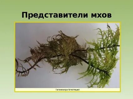 Представители моховидных