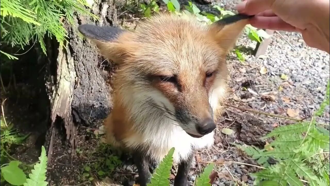 Лисица лает. Лиса с дикими животными собака. Канал Fox лиса. Лиса лиса вин. Как лает лис