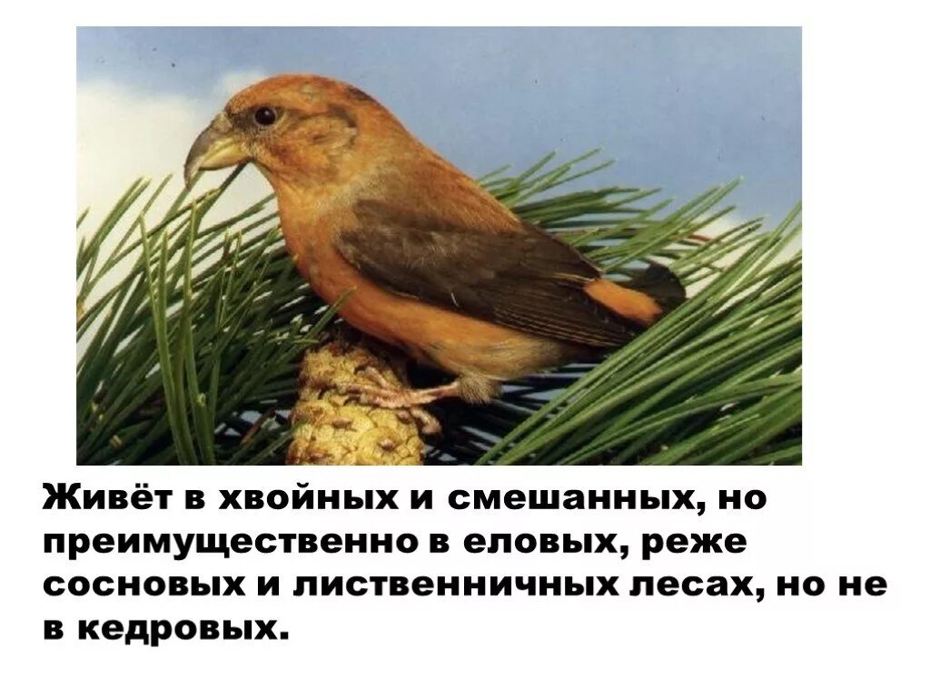 Птицы обитающие в хвойных лесах. Клест среда обитания. клест еловик презентация. птицы клест среда обитания.