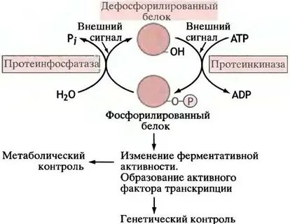 Регуляция протеинкиназы а
