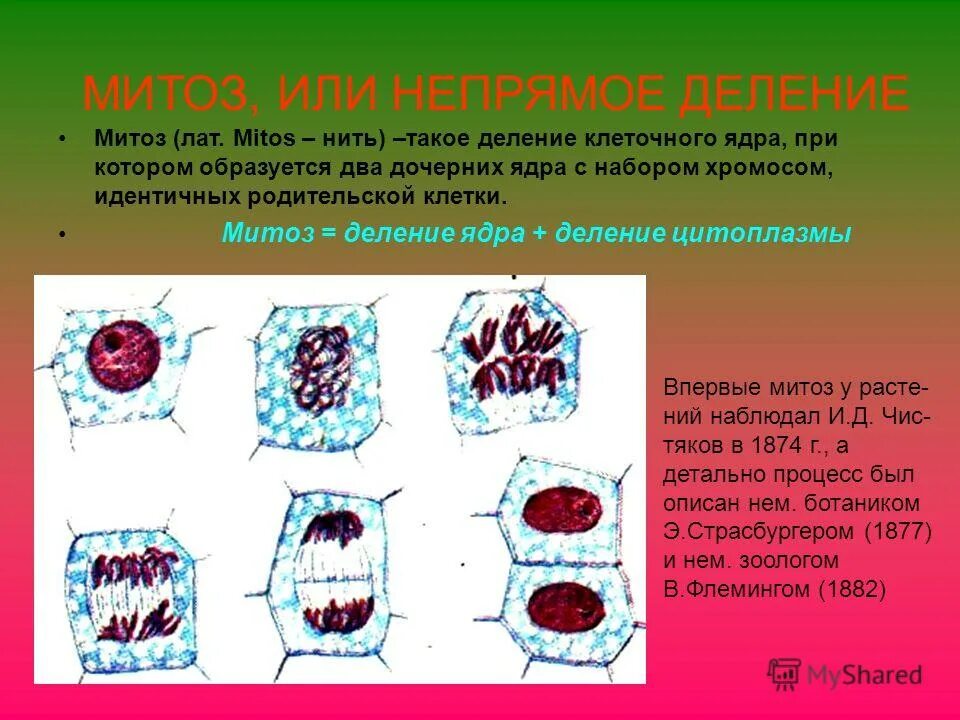 Деление клеток стимулируют