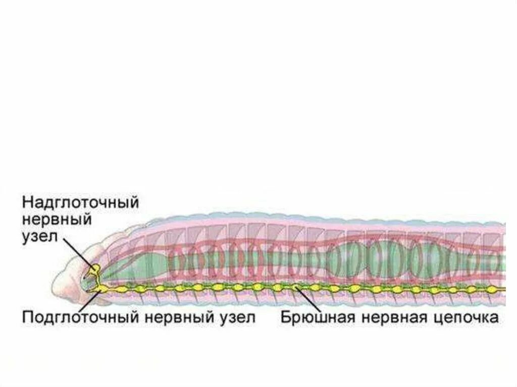 Дождевой червь тип нервной системы. Нервная система кольчатых червей схема. нервная система кольчатых червей. кольчатые черви нервная система. тип нервной системы у кольчатых червей.