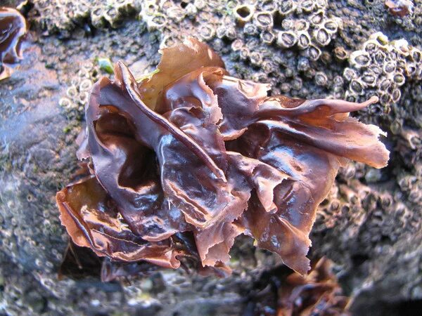 багрянка порфира. порфир водоросль. порфира грациллярия. порфира водоросль. порфира водоросль.