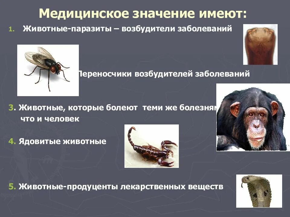 Паразитами животных является. Животные переносчики заболеваний. возбудители и переносчики заболеваний животных. животные переносчики возбудителей заболеваний.