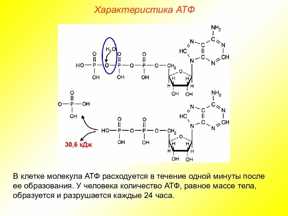 АТФ аденозинтрифосфорная кислота. Связи в молекуле АТФ. Рибонуклеиновая кислота. Характеристика молекулы АТФ.