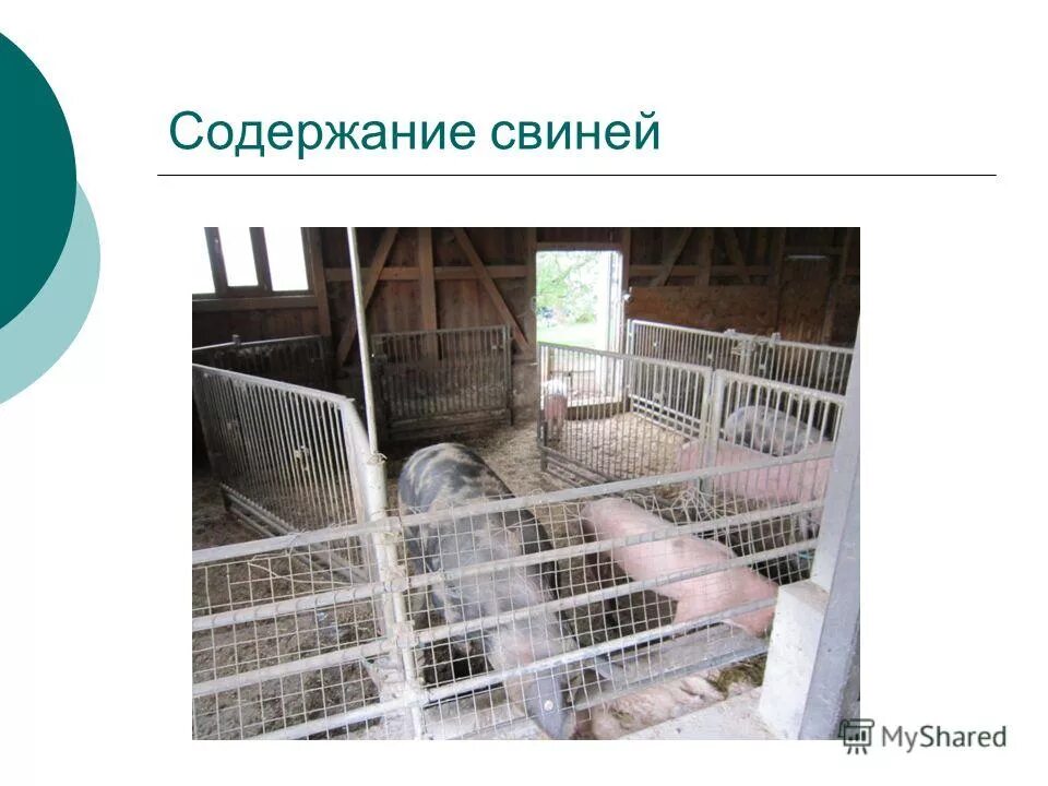 Санитарные нормы содержания свиней. Нормы содержания животных в личном подсобном хозяйстве. Санитарные нормы содержания свиней. Содержание свиней приказ. Нормы площади содержания свиней.