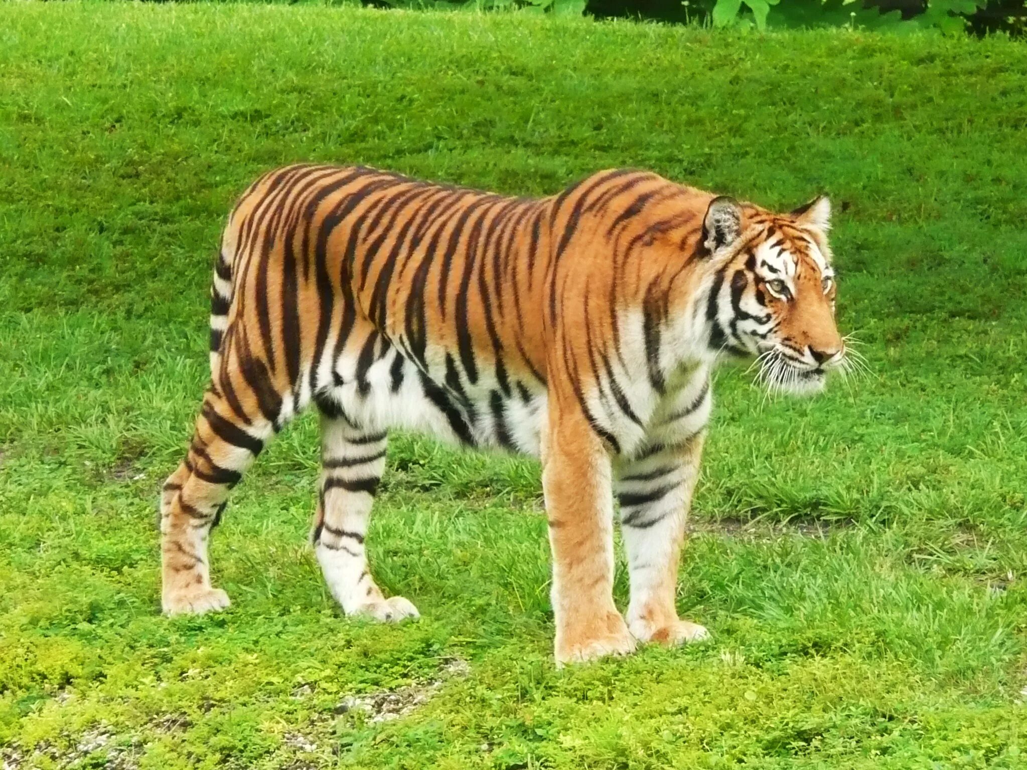 Звук в мире животных