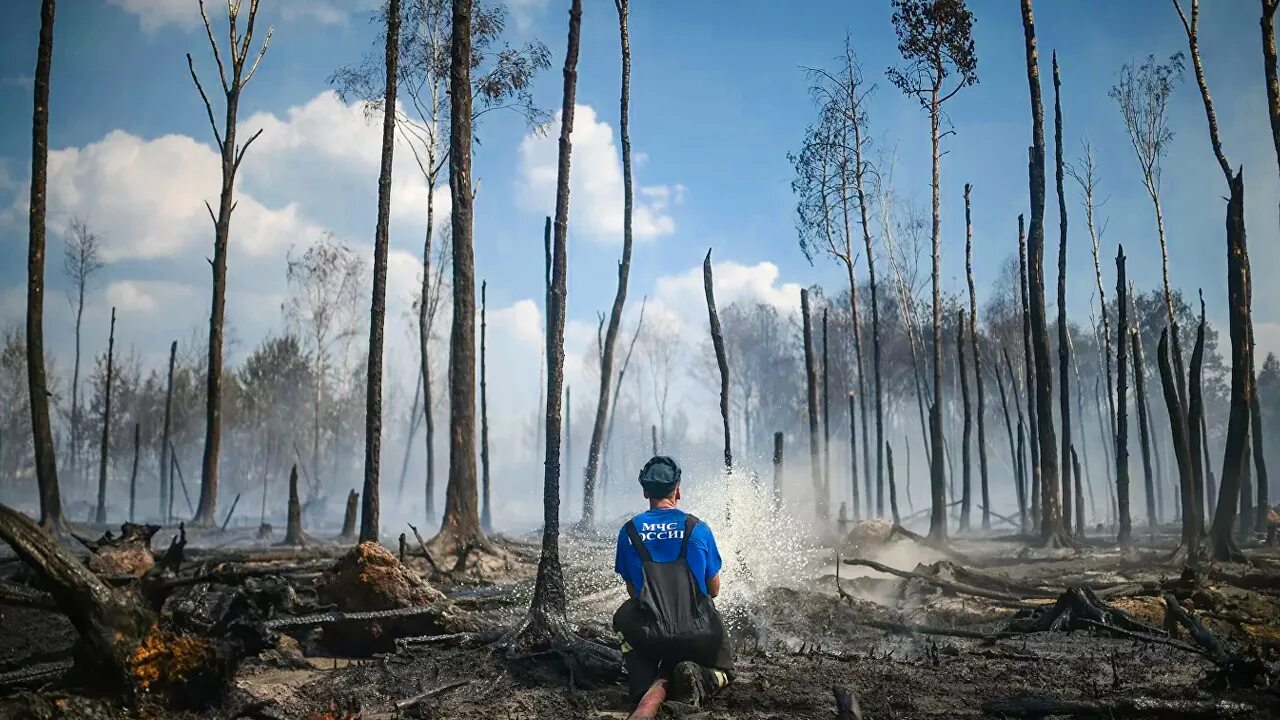 Последствия лесных пожаров. Лес после пожара. Последствия пожара в лесу. Последствия пожаров лесов. Почему после пожаров