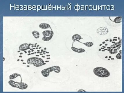 Способны к фагоцитозу амебоидному движению