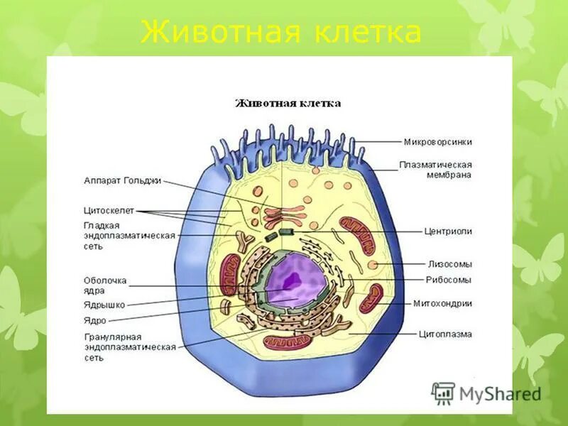 строение живой клетки растения. животные клетки строение клетки. строение животной клетки. строение организма животных и растений. функции органоидов животной клетки.