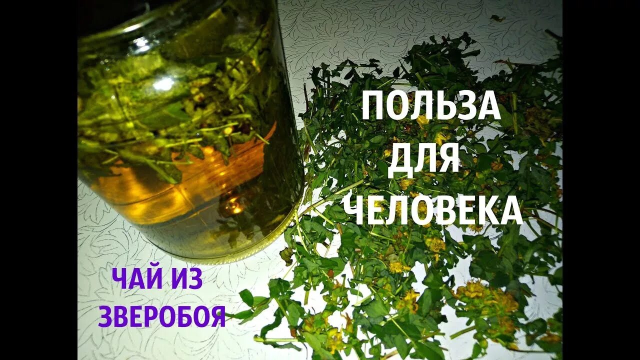 Зверобой польза. Зверобой польза и вред для организма. Чай зверобой польза и вред для здоровья. Зверобой польза и вред для здоровья после 50 лет.