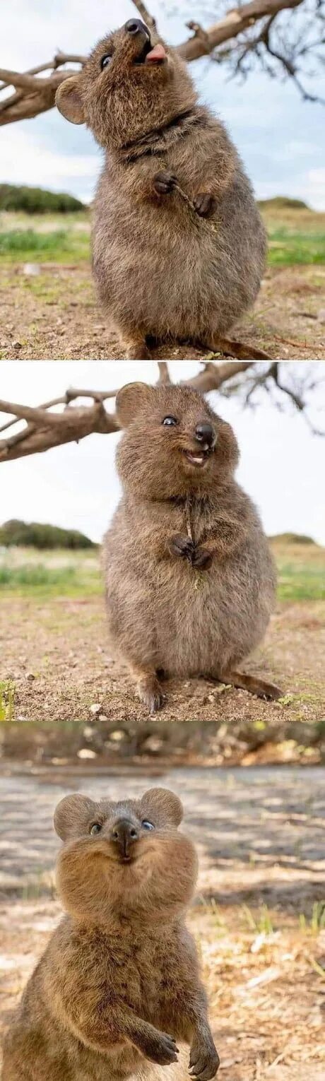Tumblr Quokka animal, Cute animals, Funny animals