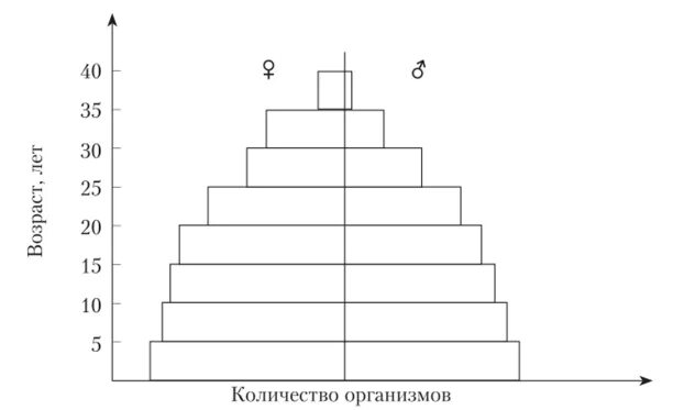 Старший в четыре раза. Возрастная пирамида зяблика. Возрастная пирамида популяции Зябликов. Возрастная пирамида популяции большой синицы. Начертите возрастную пирамиду зяблика.