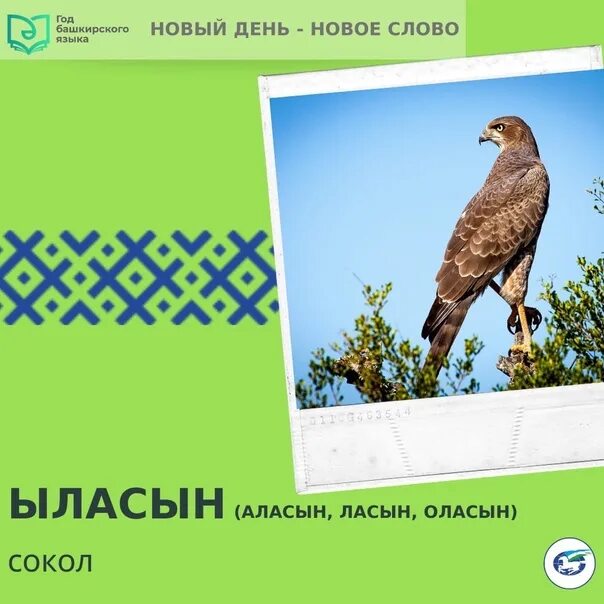 Названия птиц на башкирском языке. Названия птиц на башкирском языке
