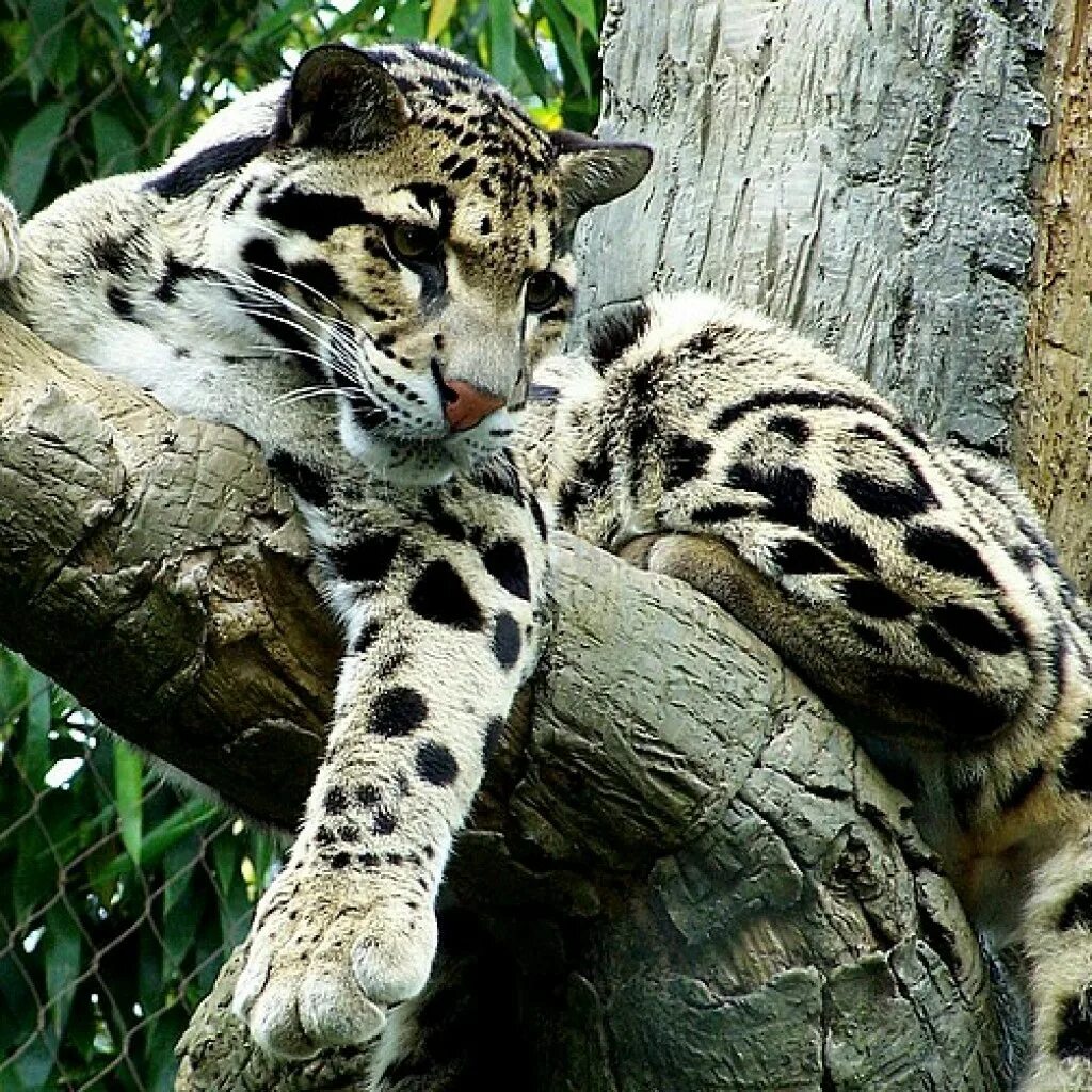 Семейство больших кошачьих. Дымчатый леопард (Neofelis nebulosa),. Формозский дымчатый леопард. Тайваньский дымчатый леопард. Таиландский леопард.