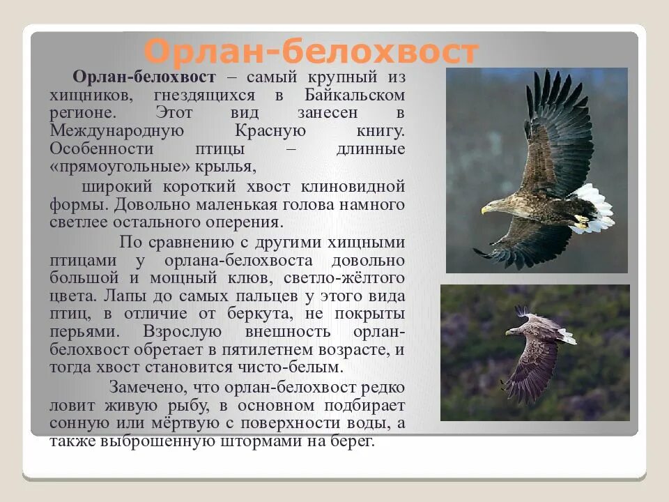 Белохвостый орлан красная книга. Орлан беллхвост внесен в красну книгу. Орлан белохвост занесен в красная книга. Орел белохвост красная книга. Орлан-белохвост красная книга.
