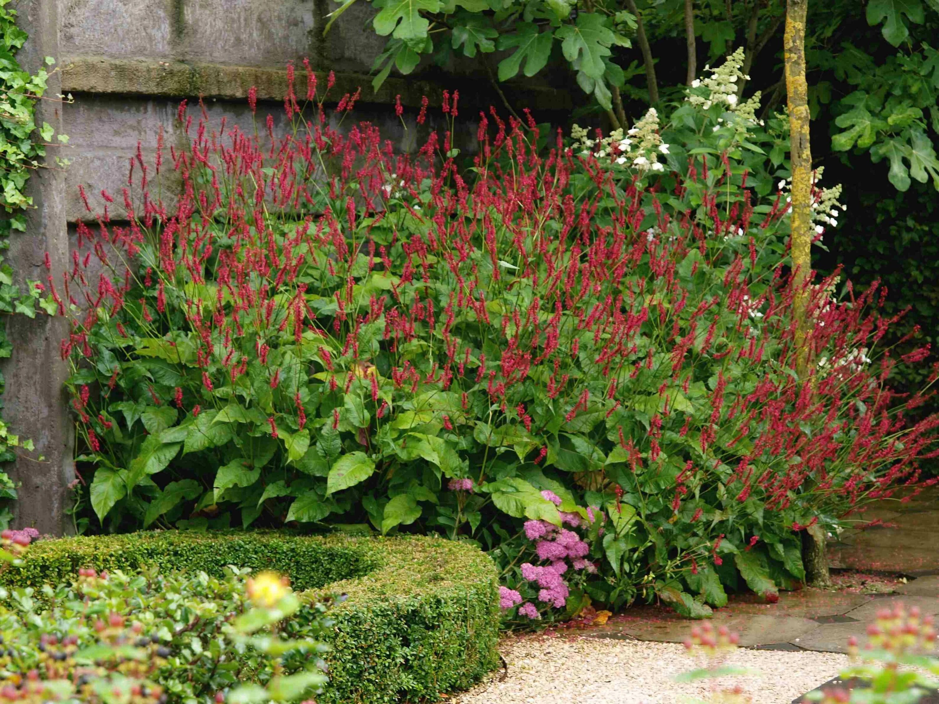 Горец фс. Горец родственный (polygonum affine `daijeerling red`). персикария горец кровохлебка. горец стеблеобъемлющий &quot;persicaria&quot;. горец свечевидный &#039;alba&#039;.