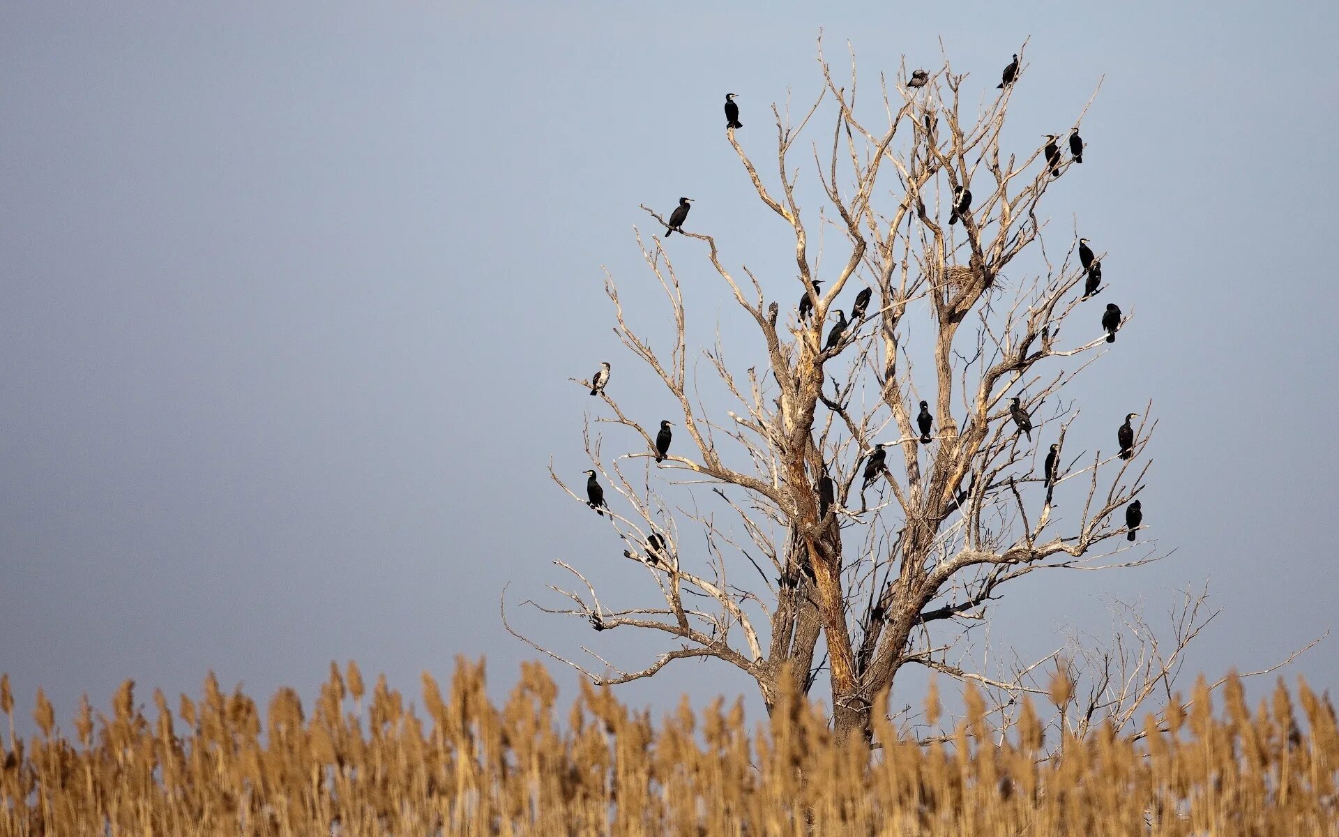 деревья на них птицы и животные. птицы на дереве весна. вороны на ветке. деревце с птичками на ветках. карл брендерс совы.