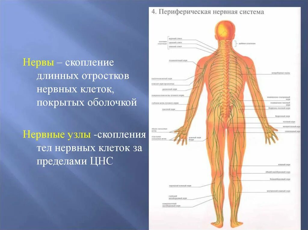 Нервные узлы. Нервы и нервные узлы. Ганглии нервной системы.