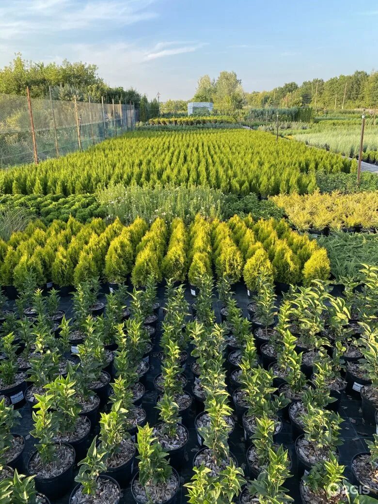 Питомник растений владимирская область. Питомник зеленый сад. Ель обыкновенная (шар на штамбе). Питомник растений площево. Питомник во владимире саженцы.