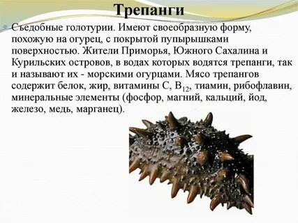 Где водится трепанг
