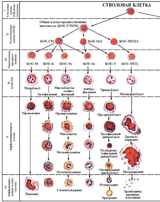 Постэмбриональный гемопоэз. Гемопоэз схема кроветворения. Схема кроветворения стволовая клетка. Схема гемопоэза классы клеток. Схема дифференцировки клеток крови.