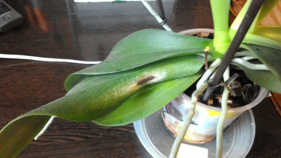 фаленопсис отцвел. цветонос у орхидеи. цветонос у орхидеи. что делать со стрелками орхидеи. цветонос палка фаленопсис.