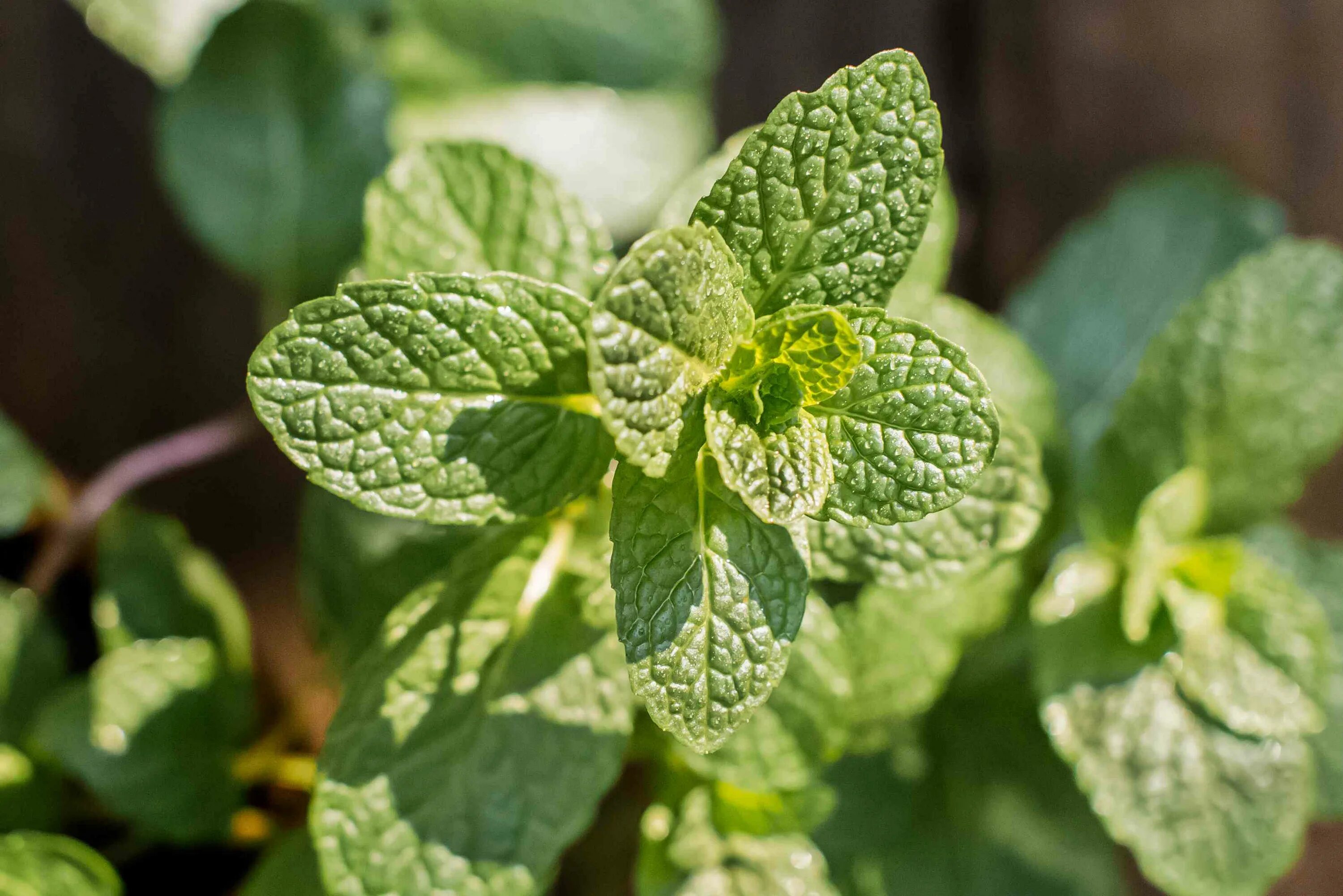 Мята перечная ananasminze. Мята крупнолистная. Τalia mint. Мята минт. Мята lemon, укорененные черенки.