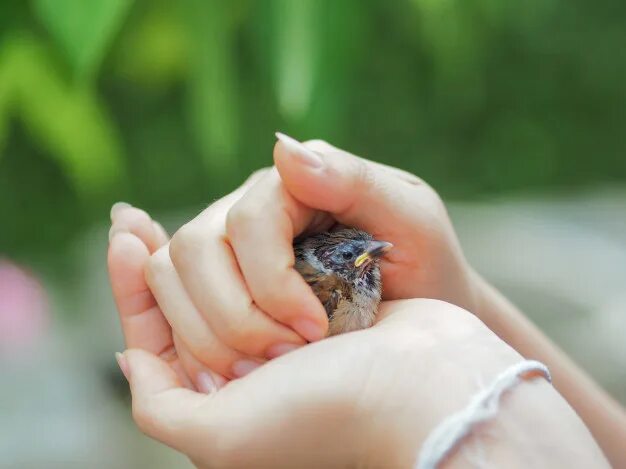 Птичка на руке. Птичка на ладошке. Воробей на руке. Птица на ладони. Bird in hand