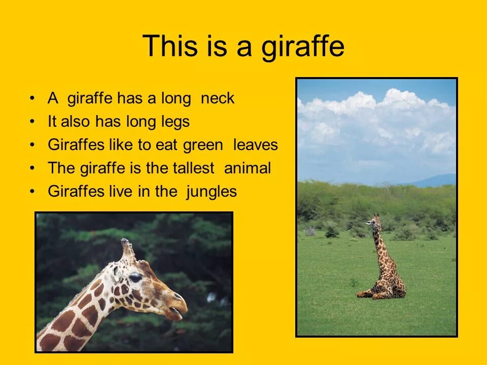 Giraffes are thin than hippos. Giraffes are thin than hippos
