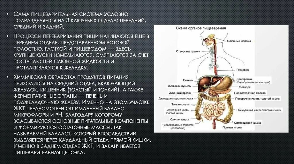 Переваривание белков в ротовой полости. Передний средний и задний отделы пищеварительной системы. Морфология пищеварительной системы. Пищеварительная система презентация. Морфология пищеварительной системы кратко.