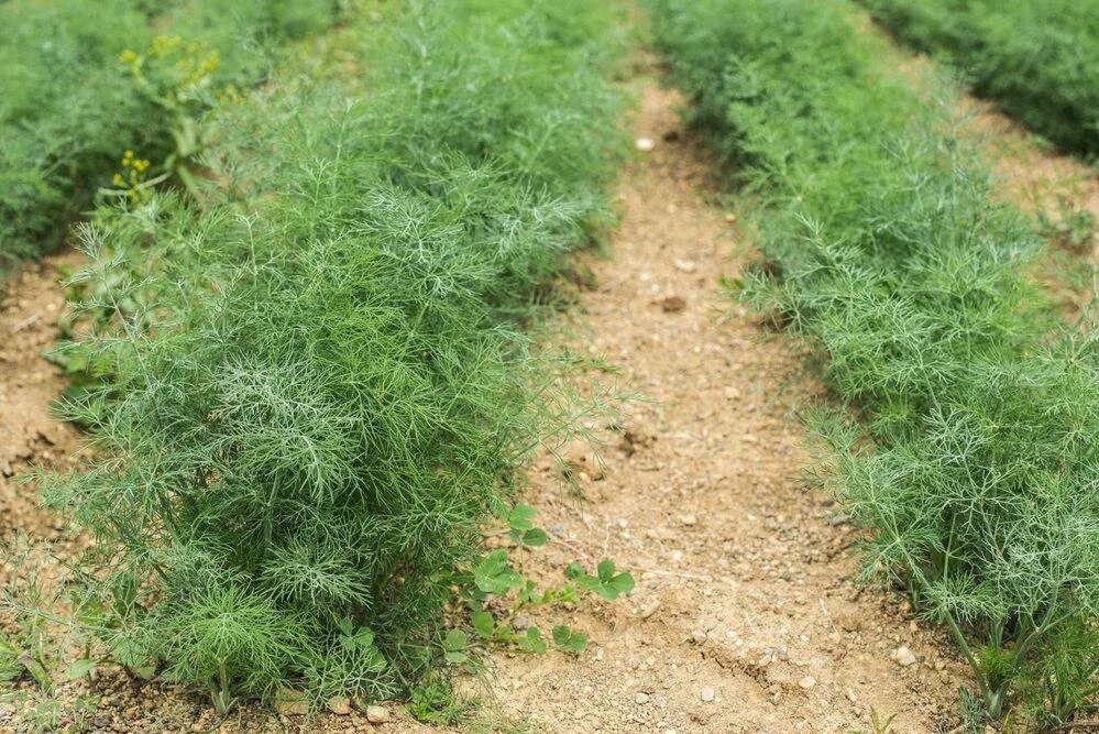 Укроп делта. Укроп на грядке. Как вырастить укроп в грунте. Семена укропа для посадки. Посев семян капусты.