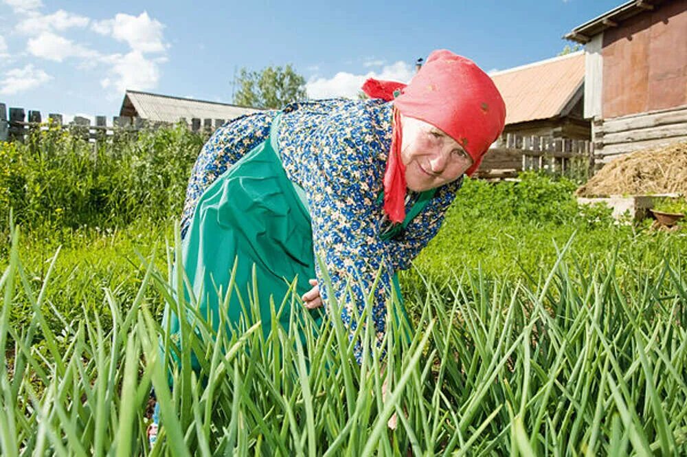 У бабушки на даче есть