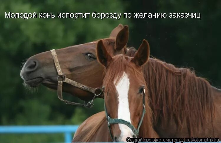 сиарый конь бозды не испорт. старый конь борозды не испортит. конь борозды. старый конь борозды не портит рисунок. старая лошадь борозды не испортит.