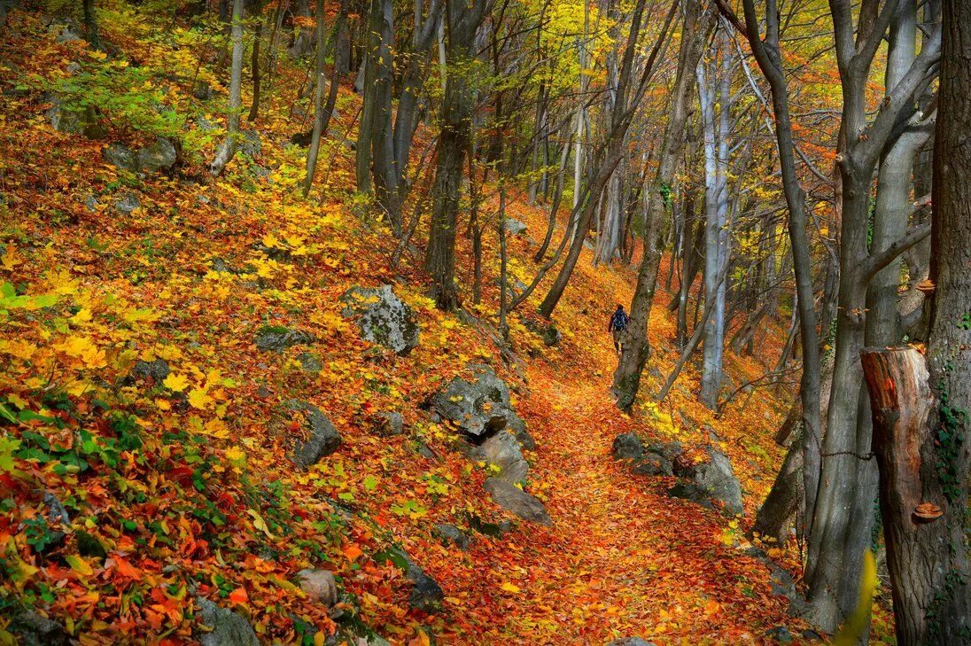 Сосновый лес урал. Осень в лесу. Лес осенью. Осень в лесу. Красивый осенний лес.