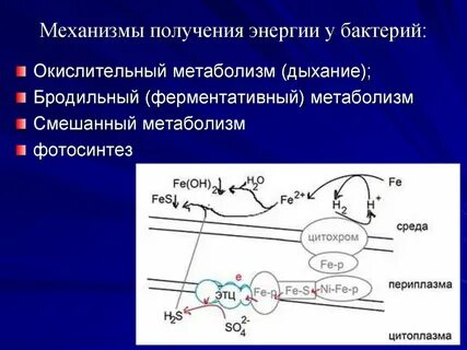 Энергию бактерии получают