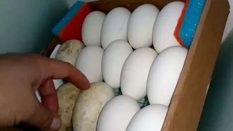 Инкубация яиц в блиц