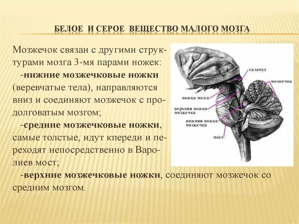 Мозжечок строение серого и белого вещества. Серое вещество заднего мозга мозжечка. Строение серого вещества мозжечка. Серое и белое вещество мозжечка. Серый мозг латынь