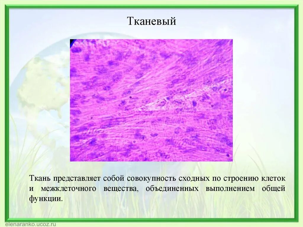 Тканевой уровень жизни