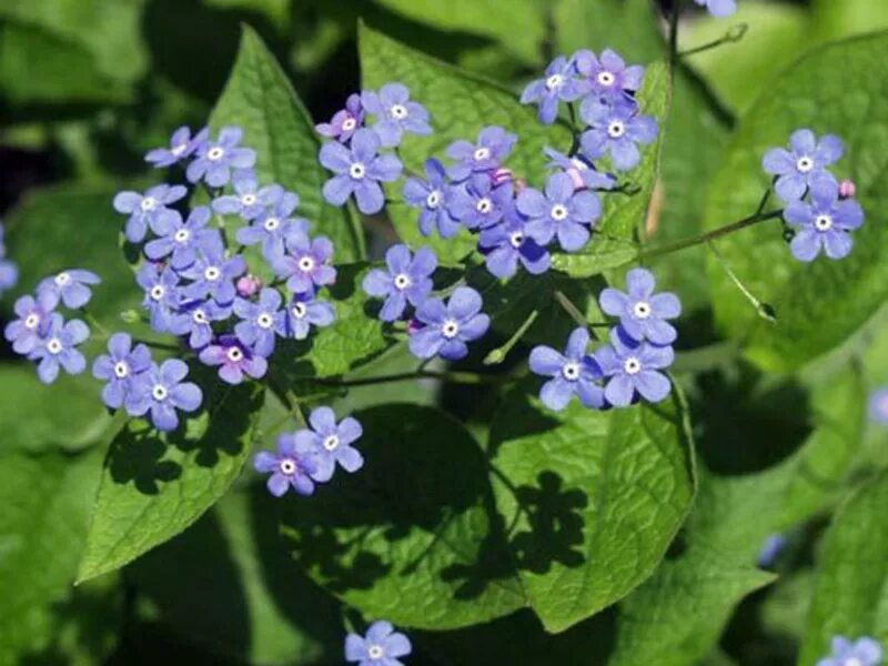 Бруннера крупнолистная. Бруннера Сибирская. Бруннера Сибирская Brunnera sibirica. Незабудка Бруннера.