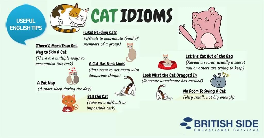 It s my cat. Идиома на английском. Английский язык. Идиомы. English idioms. Cat idioms.