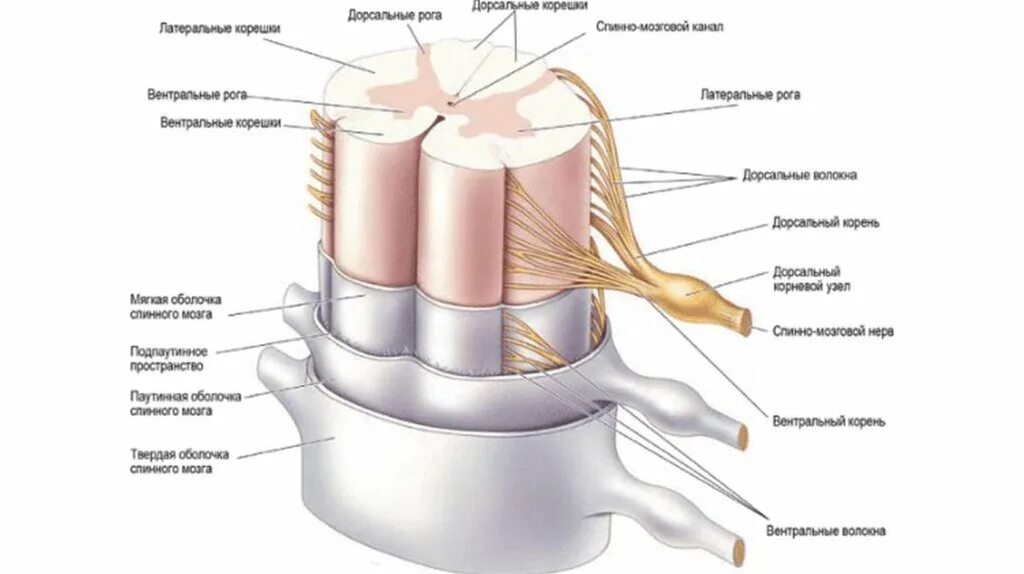 Строение сегмента спинного мозга. Анатомические структуры спинного мозга. Дорсальные корешки спинного мозга. Строение спинного мозга анатомия человека.